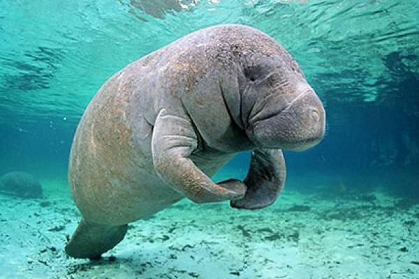 Swim With a Baby Manatee