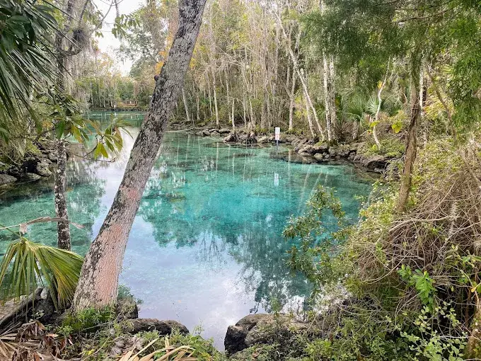 Clear turquoise spring pool surrounded by trees