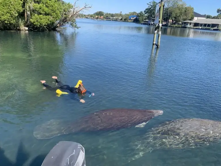 Child snorkeling with a noodle as two manatees swim by in clear water