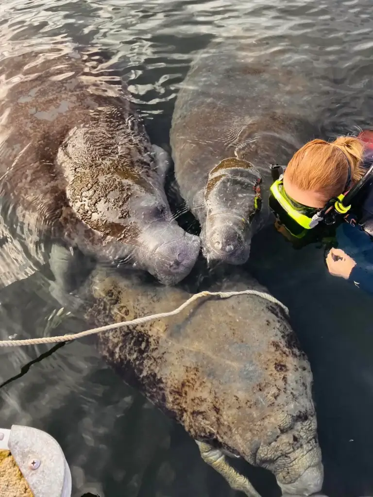 Snorkeler watching a mother manatee and calf rest beside the boat