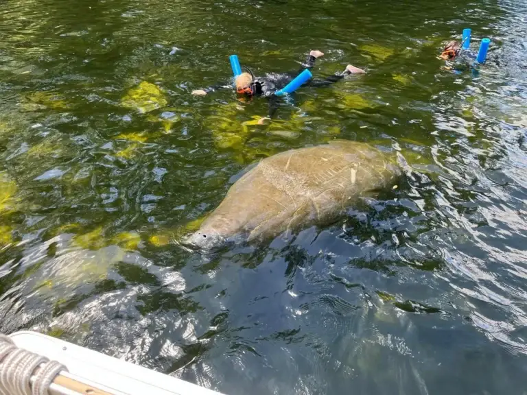 Snorkeler floating with a noodle above a manatee in clear green spring water