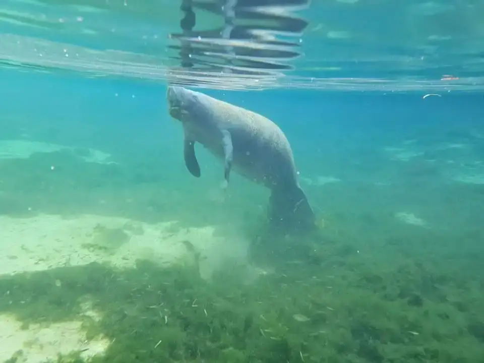 A manatee swimming down toward the eelgrass in clear spring water