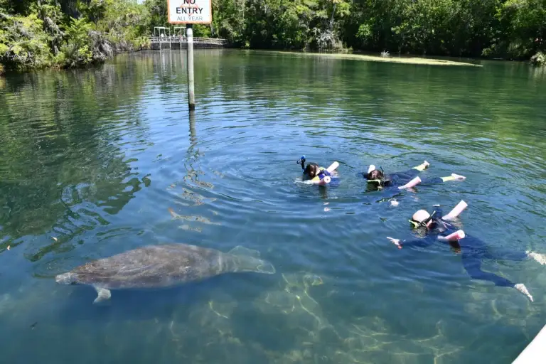 Snorkelers floating with noodles as a manatee swims below in the Homosassa River