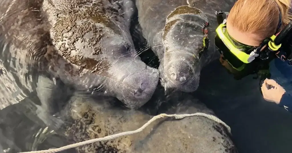 A snorkeler beside a group of manatees at the surface