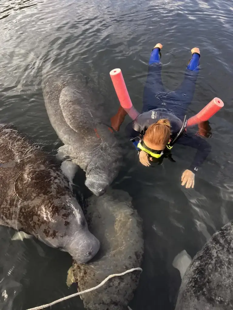 A snorkeler with a pool noodle floating among manatees