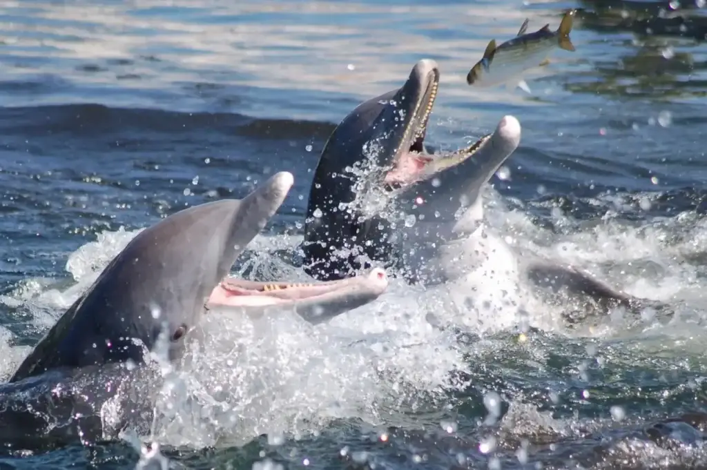 Wild bottlenose dolphins surfacing open-mouthed as a mullet leaps clear of the water