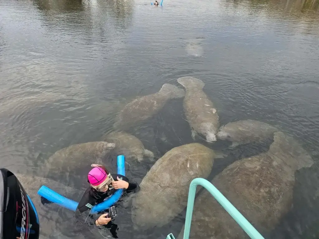 A young snorkeler beside a group of manatees on the Homosassa River