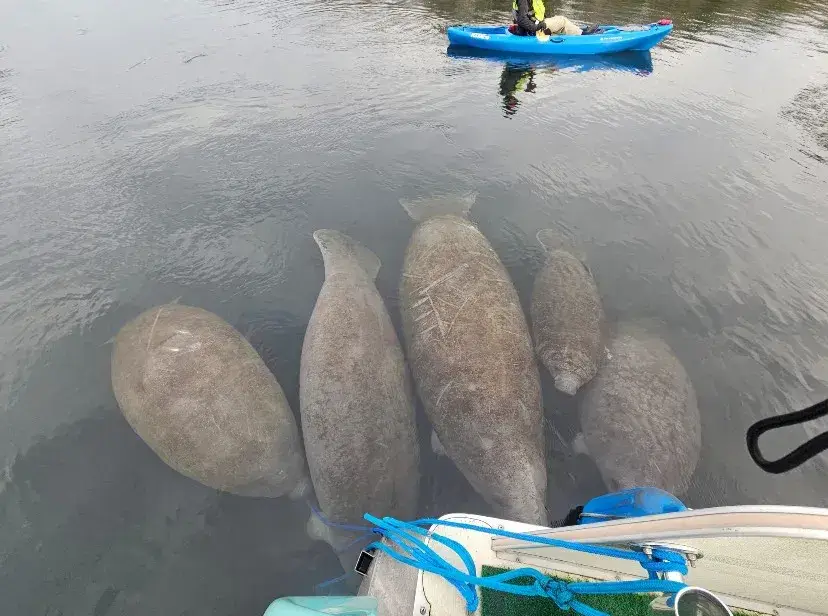 Manatees resting beside the boat