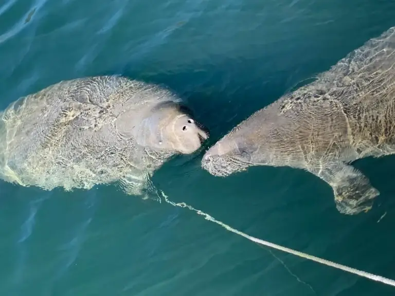 Two manatees surfacing for air beside the boat