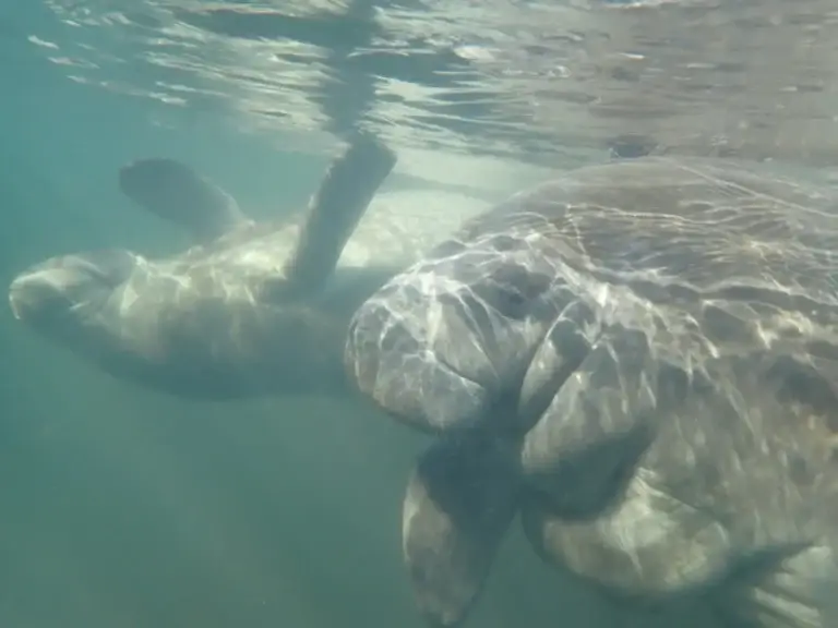 Two manatees resting below the surface