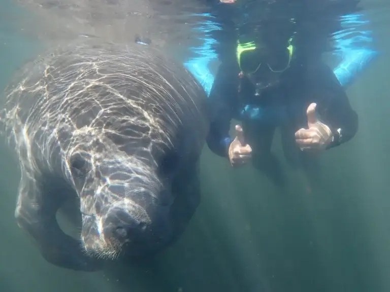 A snorkeler giving a thumbs up beside a manatee