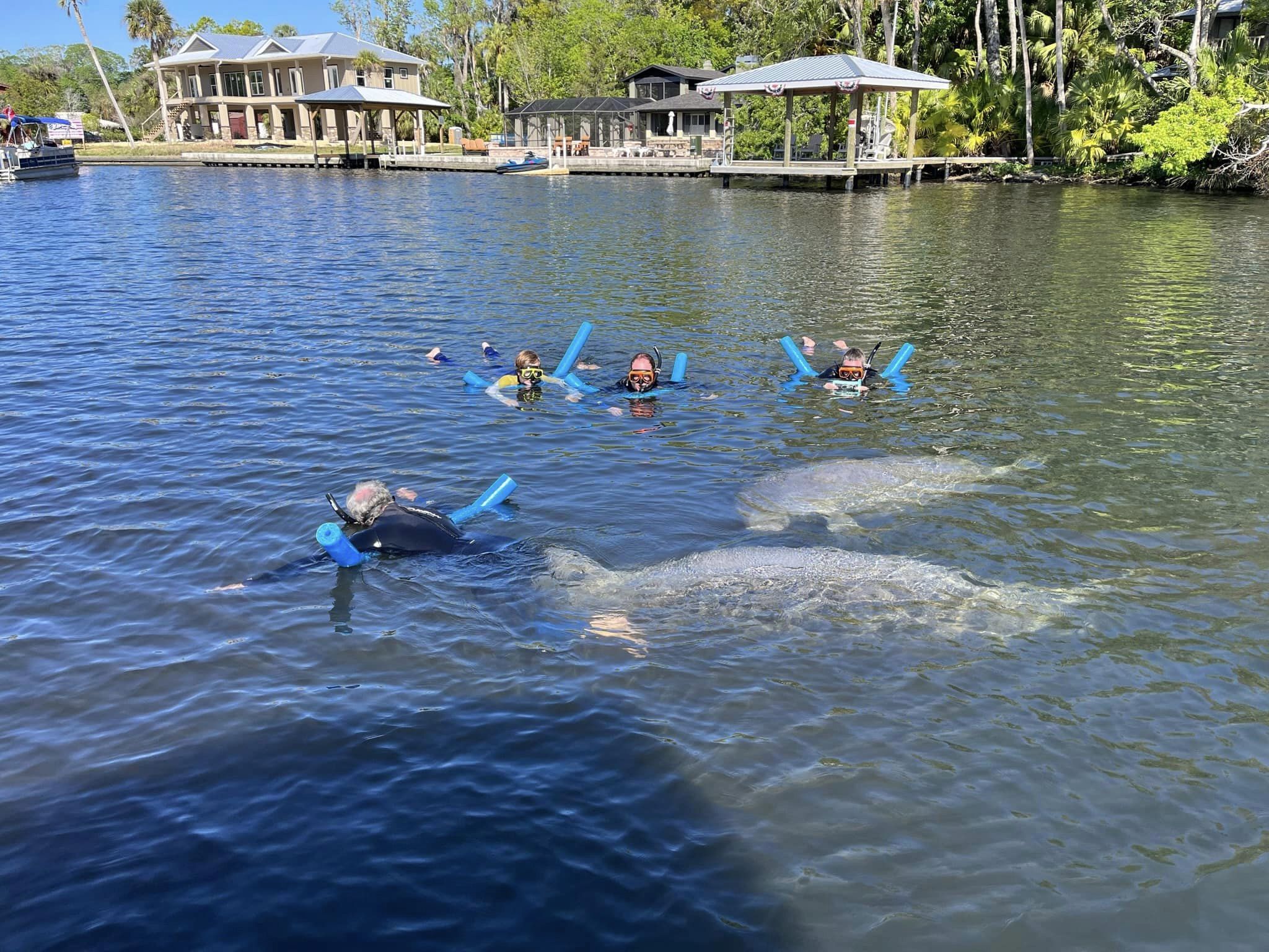 Private Crystal River Manatee Madness Tours | Swim with Manatees
