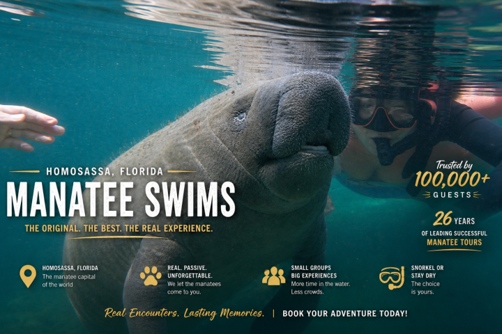 Swimmer interacts with a manatee underwater in Homosassa, Florida.