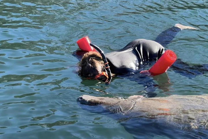 a dog swimming in a body of water
