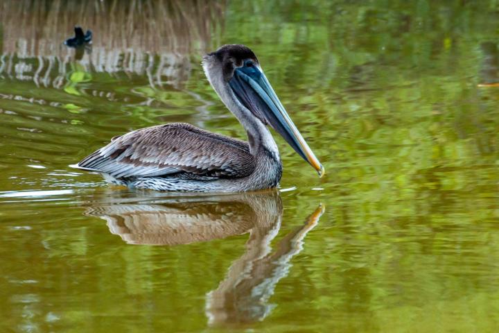 Pelican swimming in calm water with reflection.