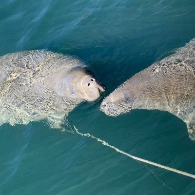 an animal swimming in the water