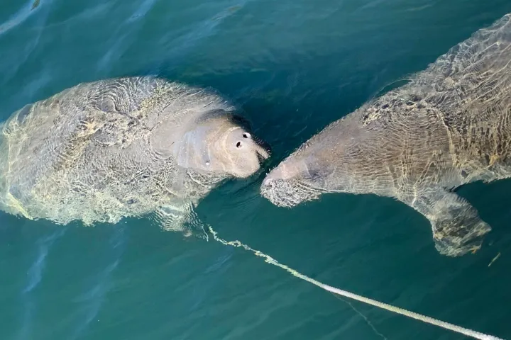 an animal swimming in the water