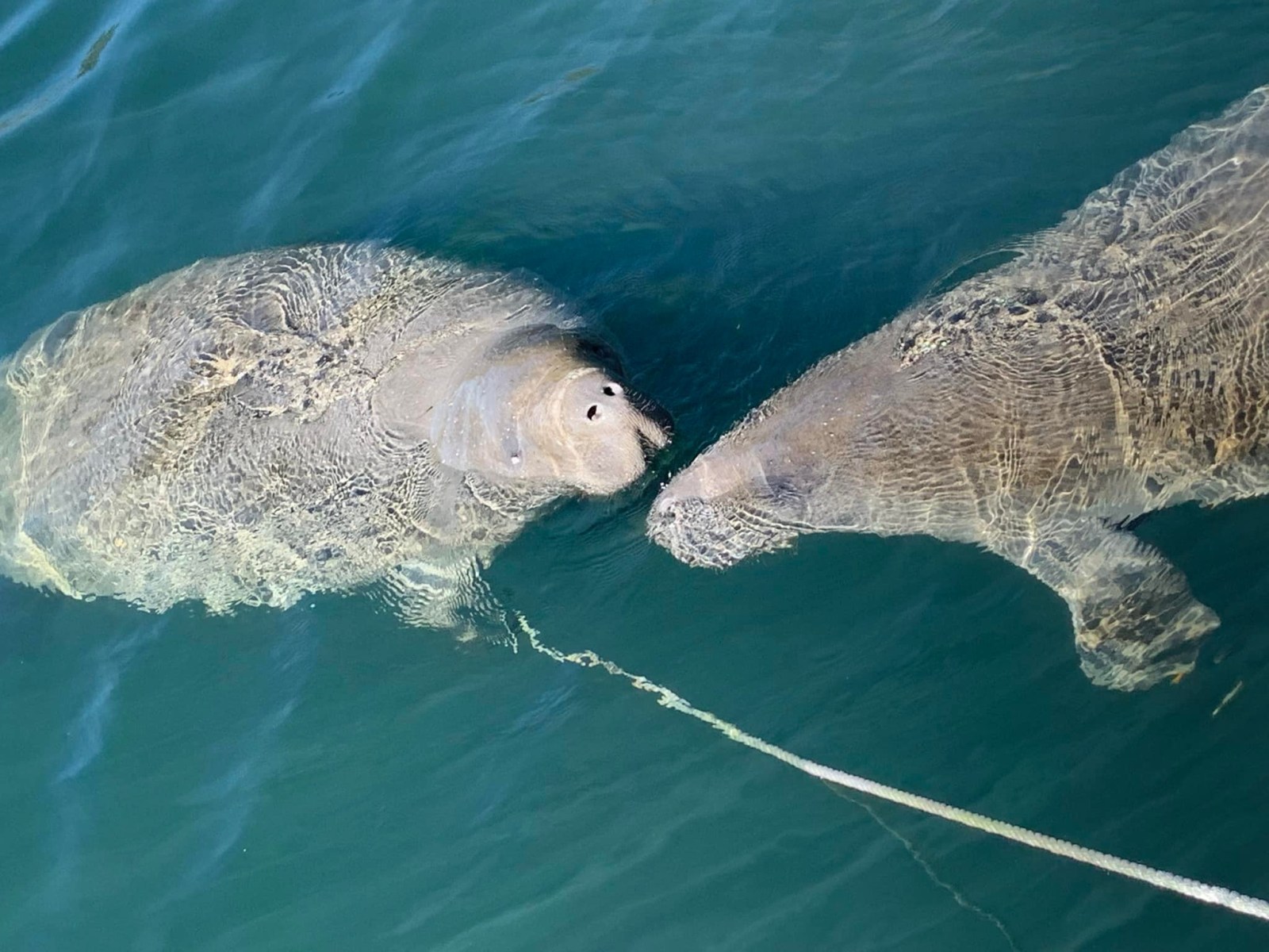 an animal swimming in the water