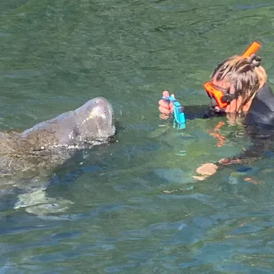 a dog swimming in a body of water