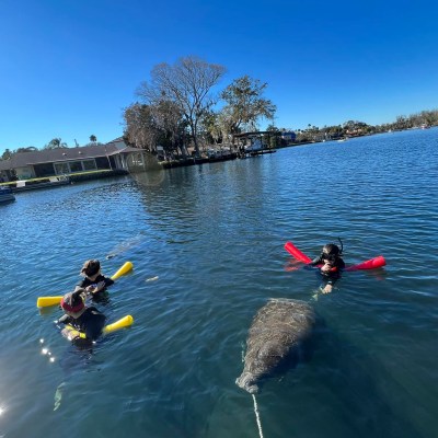 a group of people swimming in a body of water