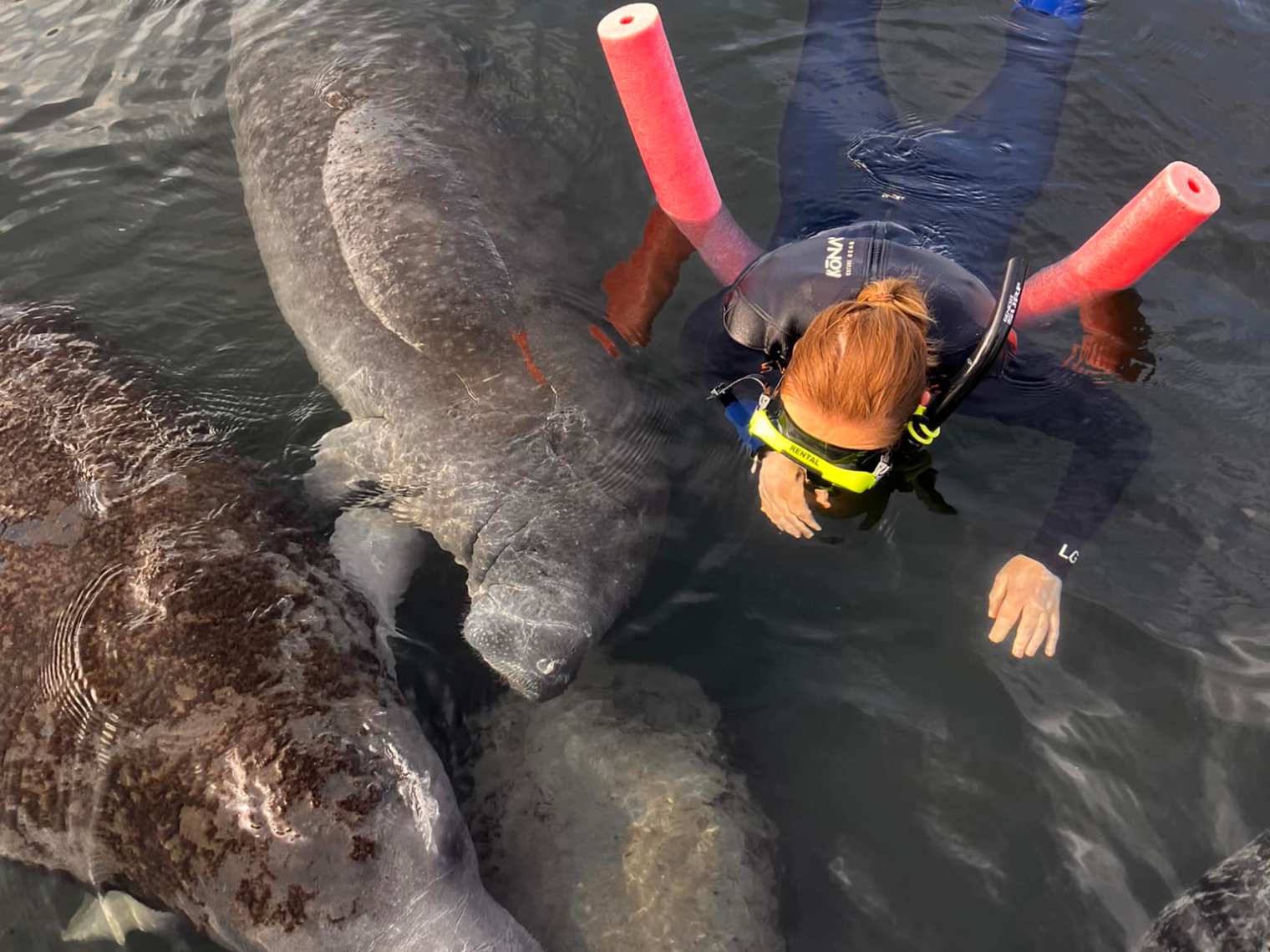 Swimming With Manatees