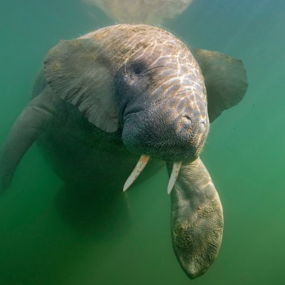 a turtle swimming under water