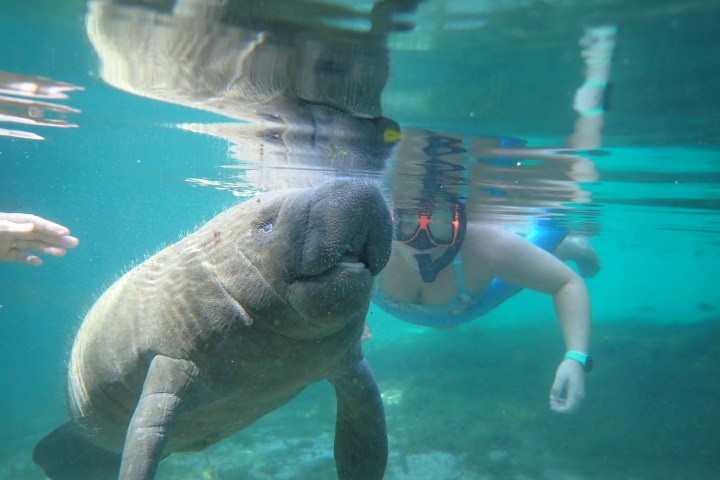 an animal swimming in the water