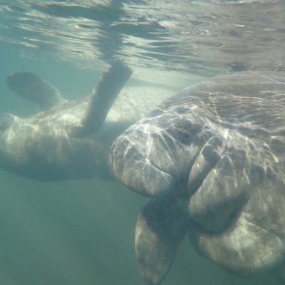 a turtle swimming under water