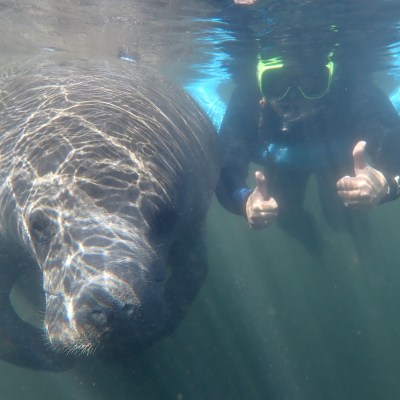 a bear swimming in a pool of water